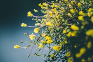 The Art Of Living Beautifully Is Considered As A Beautiful Garden And Home